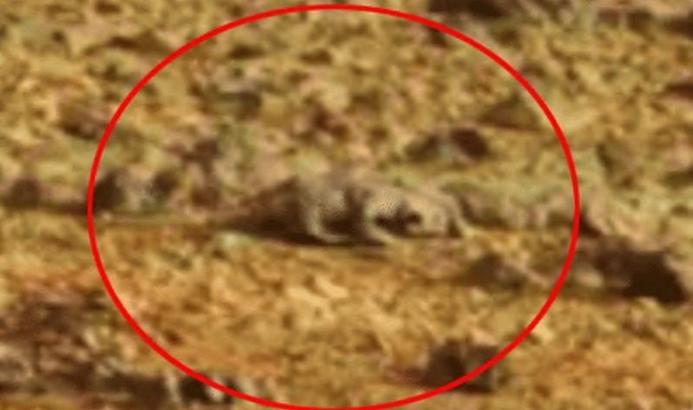 Another Martian Lizard