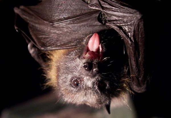 There is something special about bats' immunity that makes them ideal viral incubators. 