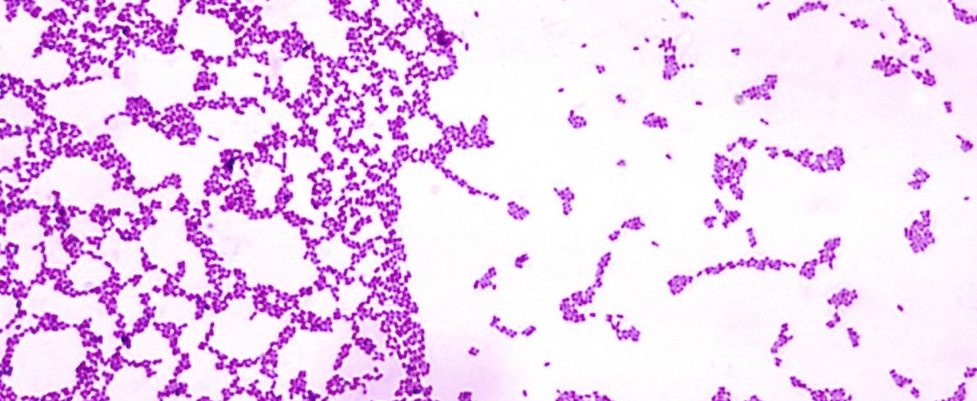 There are surprising similarities in how bacteria and humans form colonies 