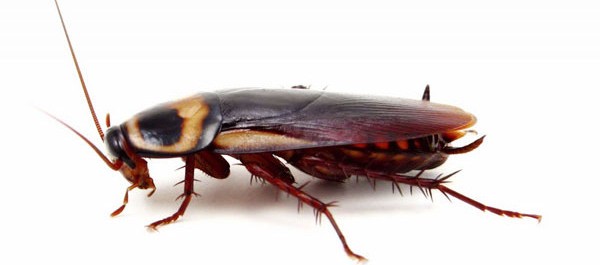 This mysterious, almost mystical insect is a cockroach!