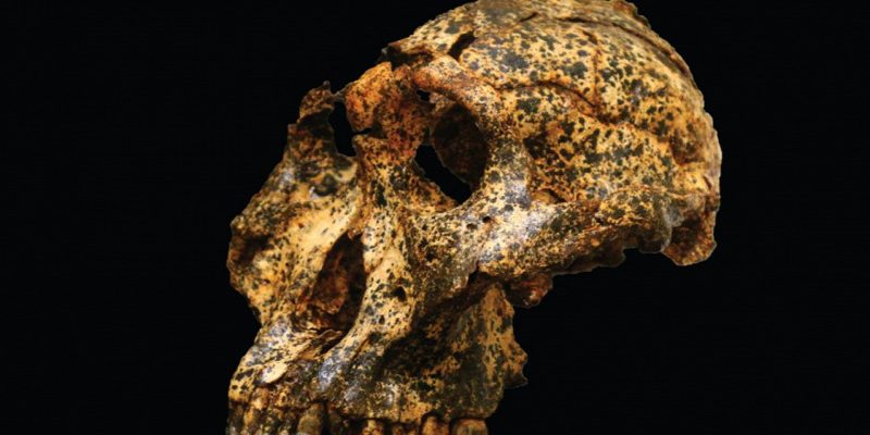 This human ancestor evolved to adapt to climate change, but did not survive 