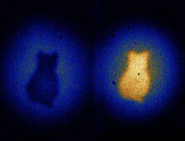 Physicists took a picture of a non-existent cat