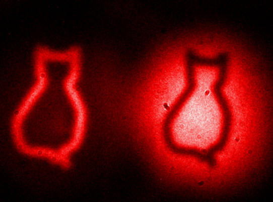 Physicists took a picture of a non-existent cat