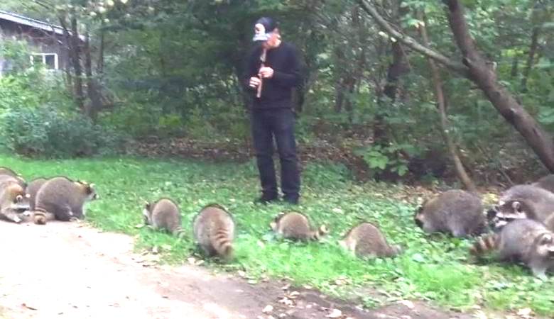 The flutist draws wild raccoons with a strange serenade