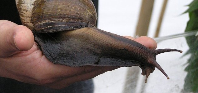 Florida has been attacked by huge snails