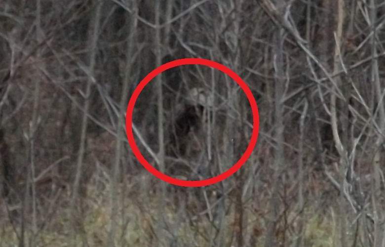 A photo of the mysterious humanoid in the forest interested both ufologists and cryptozoologists
