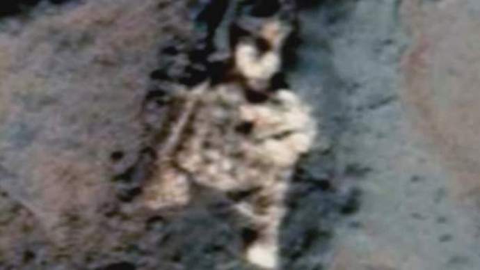 Photos of the remains of a Martian: truth or fiction?