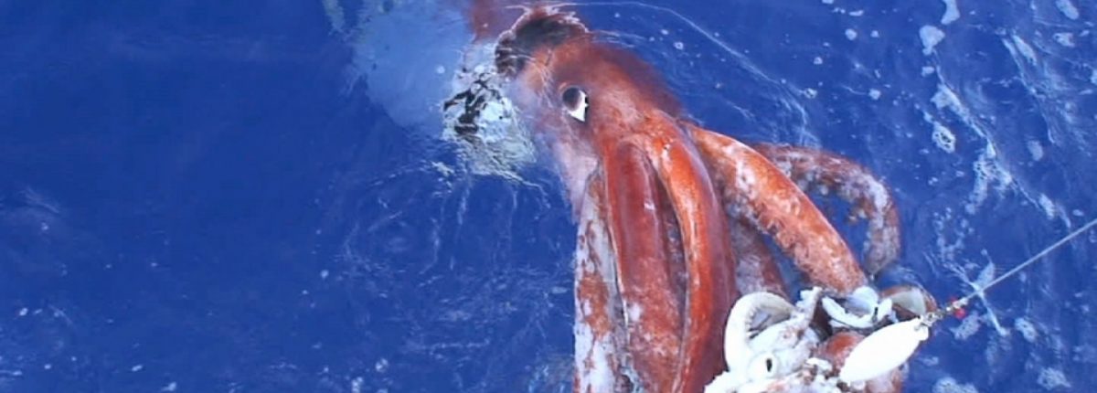 Giant squid genome completely decoded 