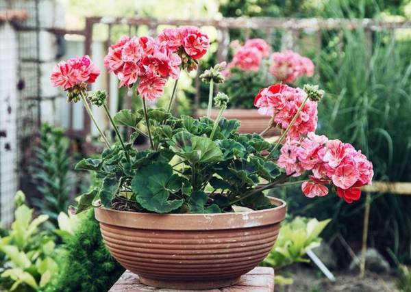 geranium omens and superstitions 