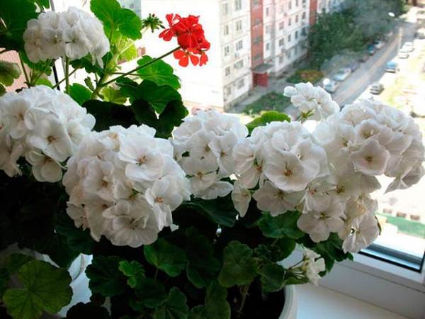 white geranium 