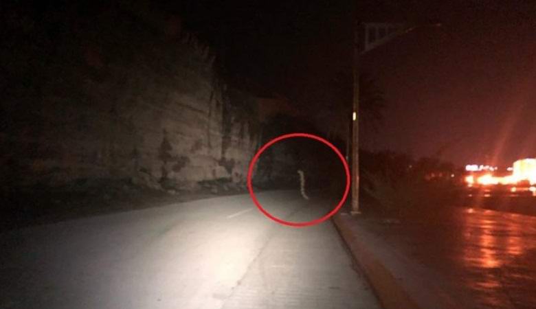 The giant worm crossed the night road in Mexico