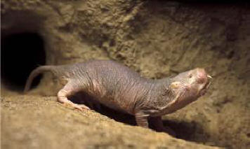 The naked mole rat helped scientists take a huge step towards creating a cure for cancer.