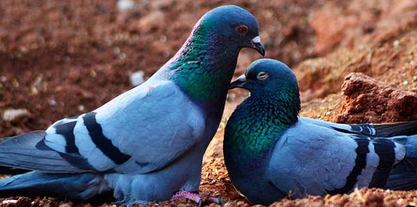 The dove hit the window and flew away - what awaits you, according to the signs 