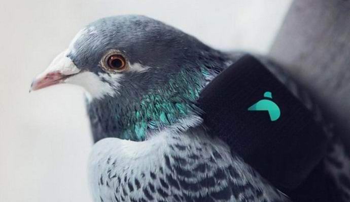 Pigeons will monitor the cleanliness of London air