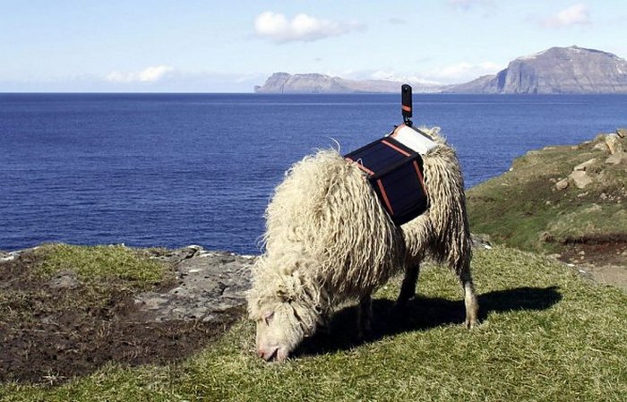 Google maps the Faroe Islands with the help of sheep