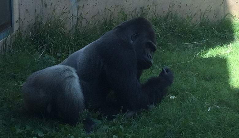 The Gorilla in the Philadelphia Zoo learned to behave like a man