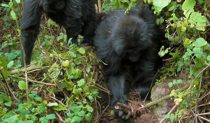 Gorillas learned to fight poachers