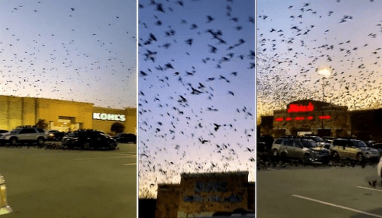 The city of Houston is experiencing an invasion of black birds