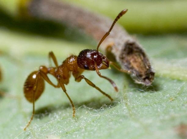 Cordyceps fungi are the ones that turn insects into zombies.