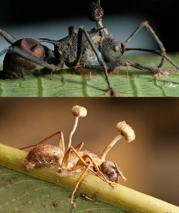 Cordyceps fungi are the ones that turn insects into zombies.