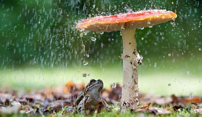 Mushrooms can cause rains