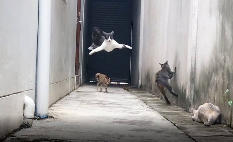 A group of cats lay in wait for their abuser in the gateway - and this is what came of it