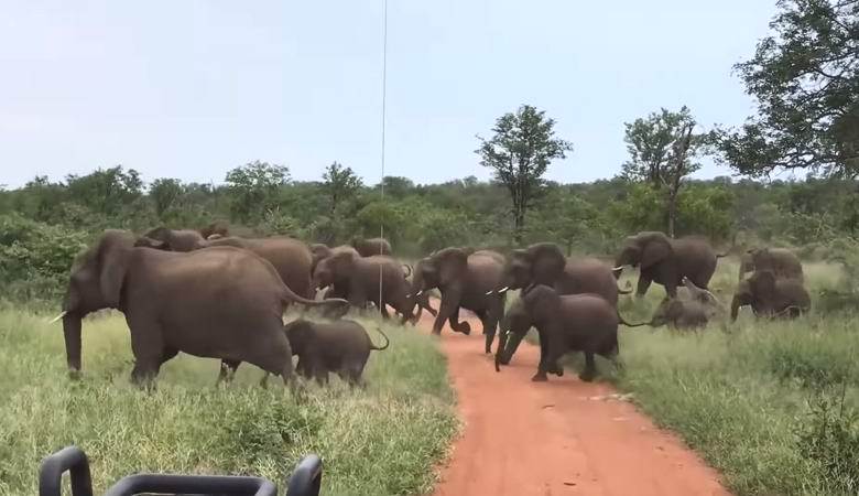 A group of tourists was in the midst of a herd of elephants