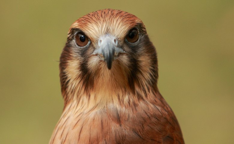 Australia's birds of prey deliberately set fires to the forest