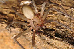 A predatory hermit spider bit off a girl half an ear