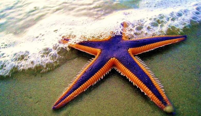 A weird starfish was recorded on video