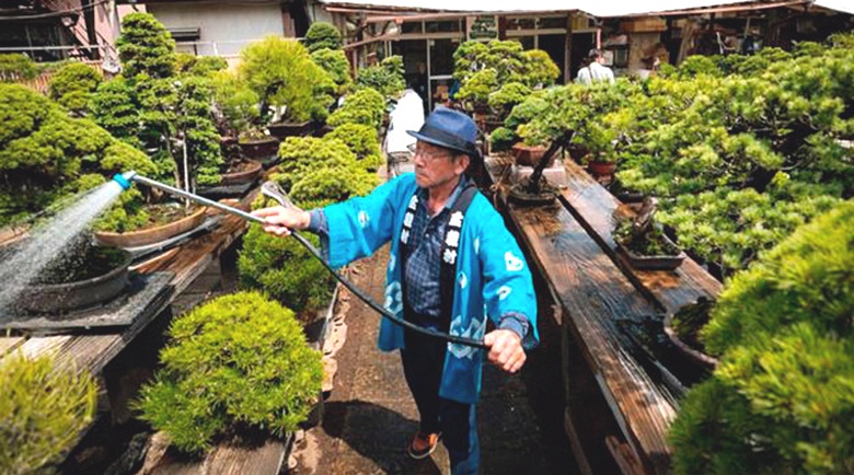 The owners of the stolen bonsai tree ask thieves to look after him