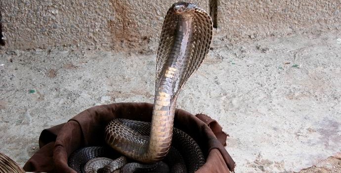 Indian intended to marry a cobra