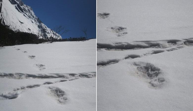 The Indian military stumbled upon the traces of a mysterious creature