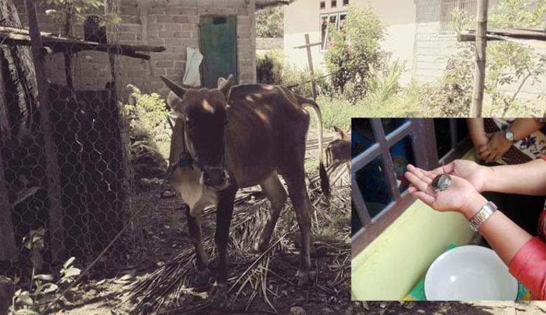 Indonesian farmer claims his cow