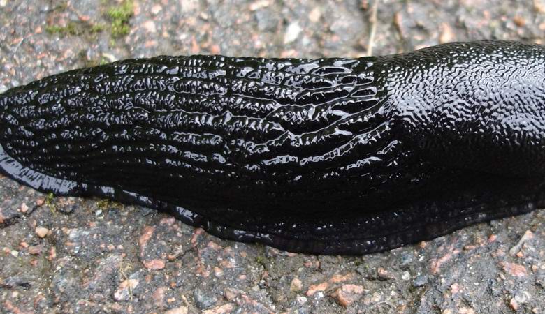 The Internet was agitated by the live black slime that got on the video