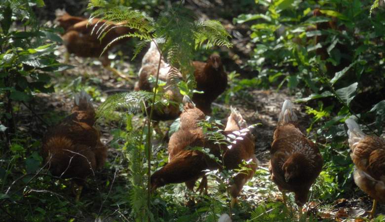 The Italian created a unique chicken farm in the forest