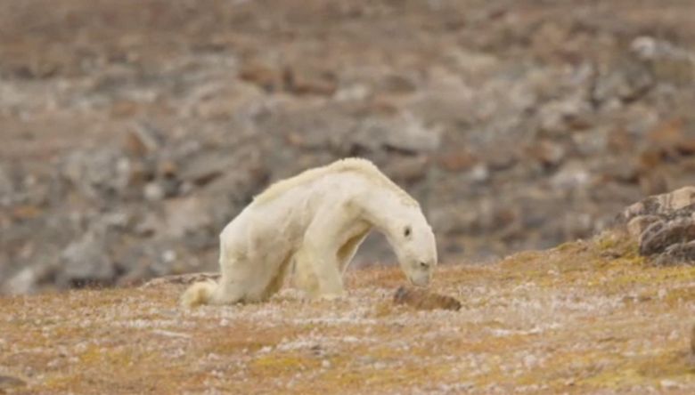 The hungry polar bear shocked the photographer