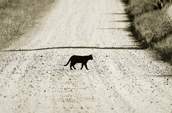 black cat runs across the road 