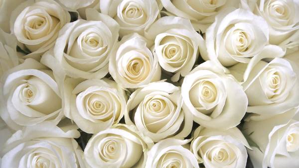 what do white roses mean 