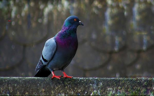 Why does a dove sit down 