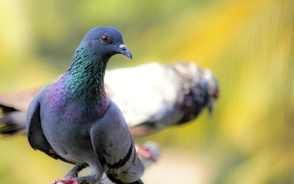 Dove as a sign 