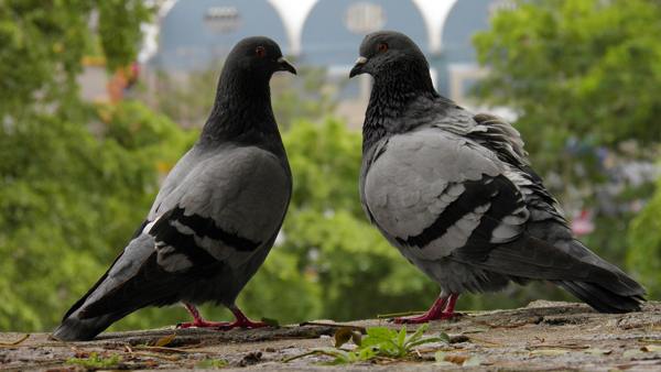 a pair of pigeons 