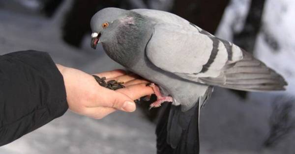 a pigeon touched its head with a sign 