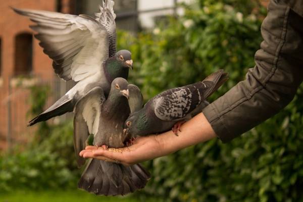 why a pigeon touched its head with a sign 