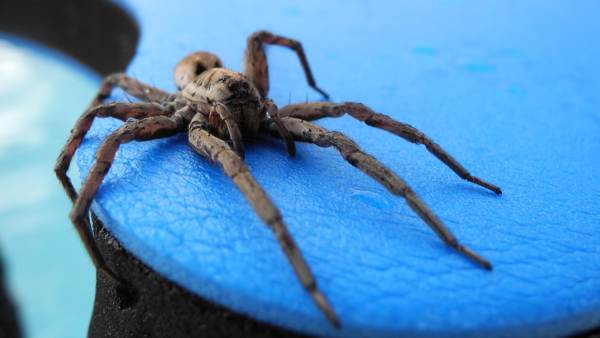 spider in the bathroom omen 