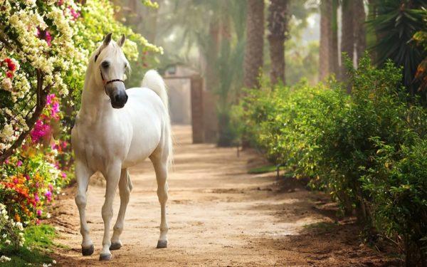 Why is a white horse dreaming 