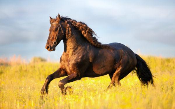 what is the horse dreaming of 