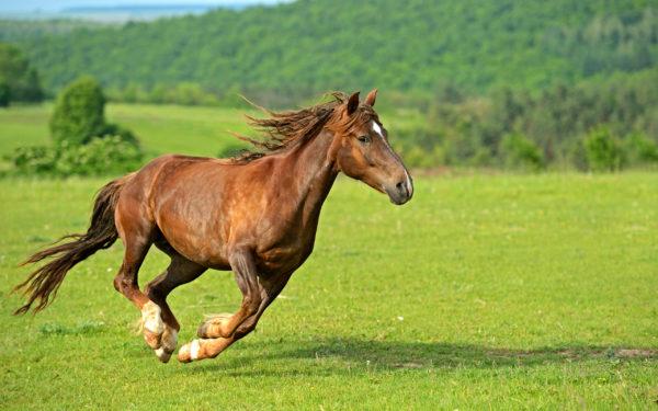 why does a woman dream of a horse 