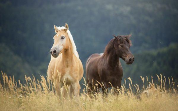 dream book horse 