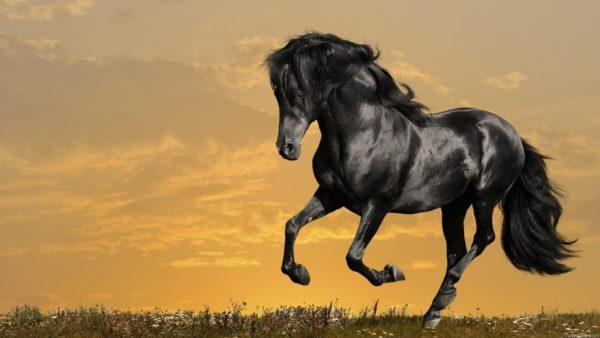 why is the horse dreaming 